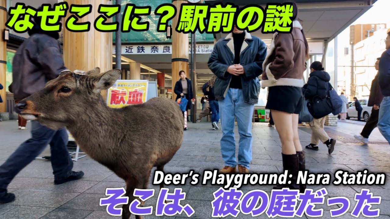何故ここに？駅前の謎　そこは彼の庭だった奈良公園鹿Deers Playground Nara Station 