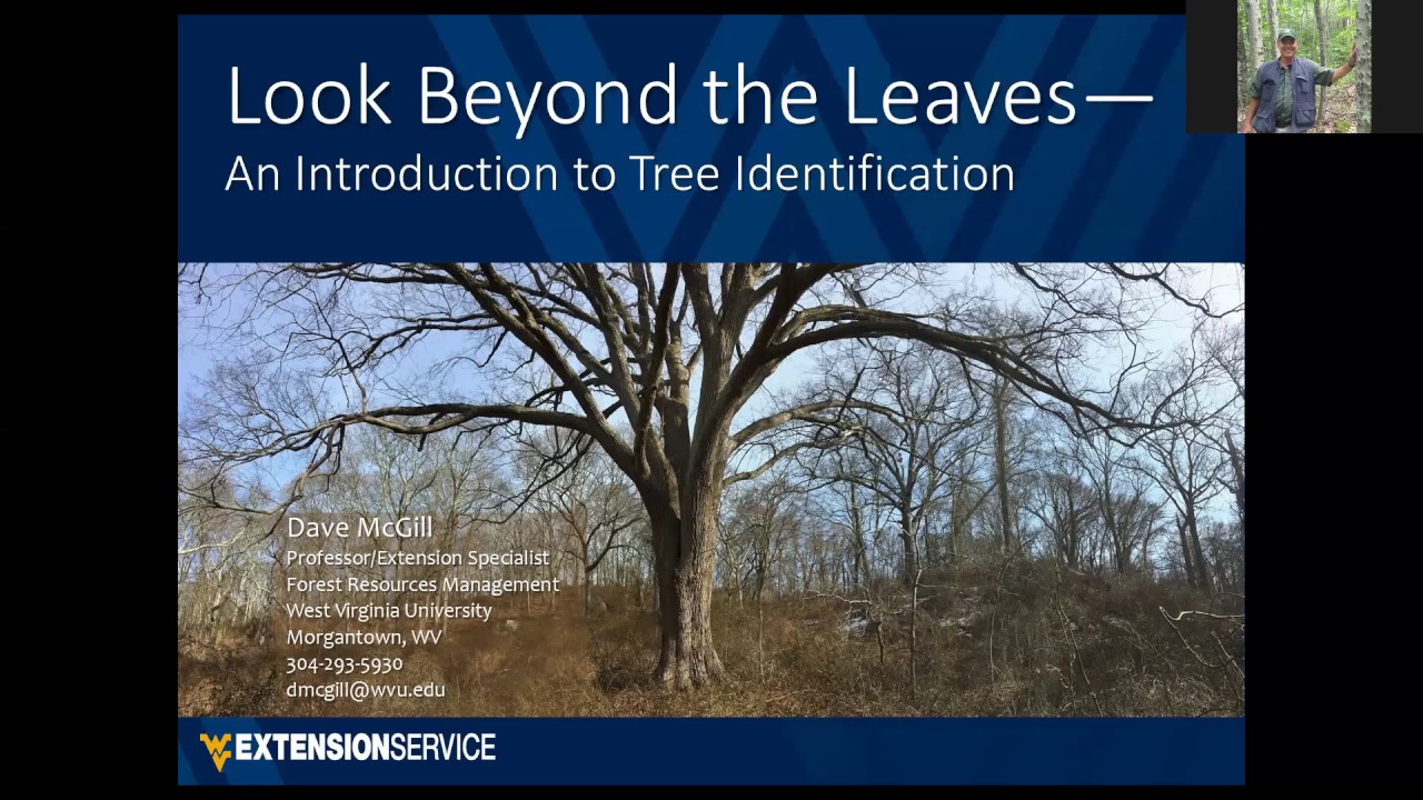 Looking Beyond the Leaves: An Introduction to Tree Identification