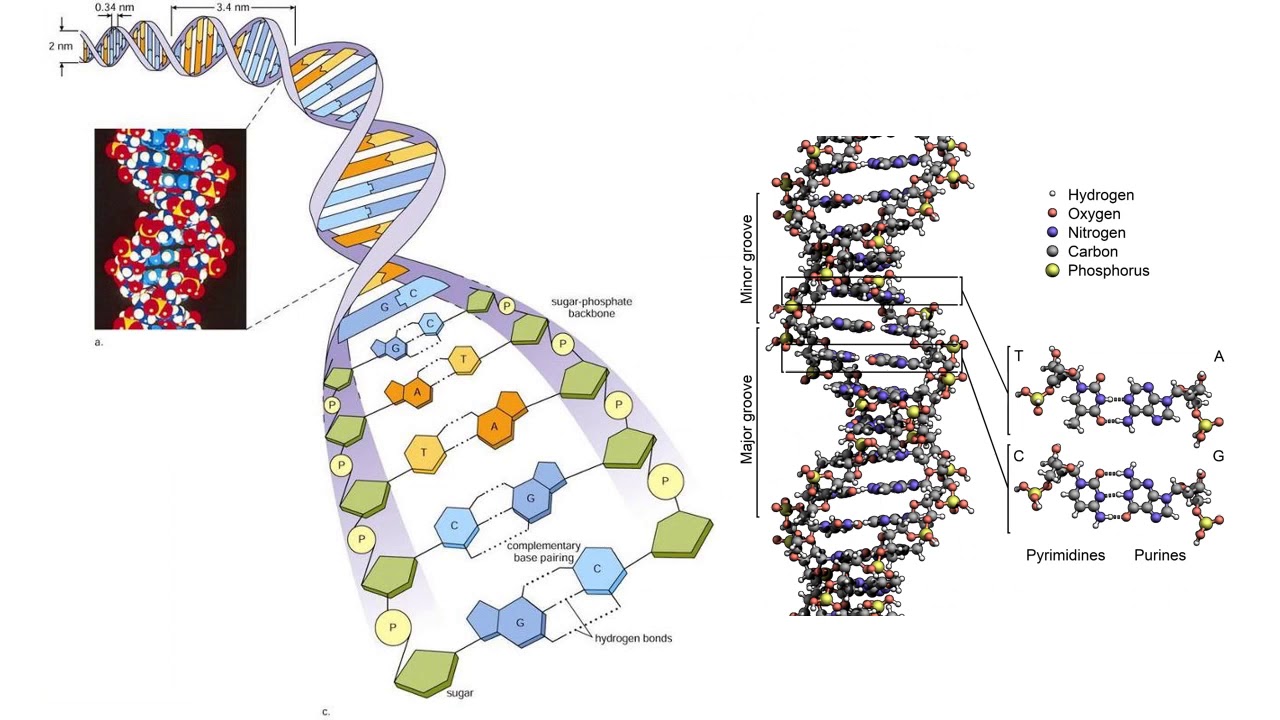 מ-DNA לחלבון: ביטוי מידע גנטי - שיעור 1