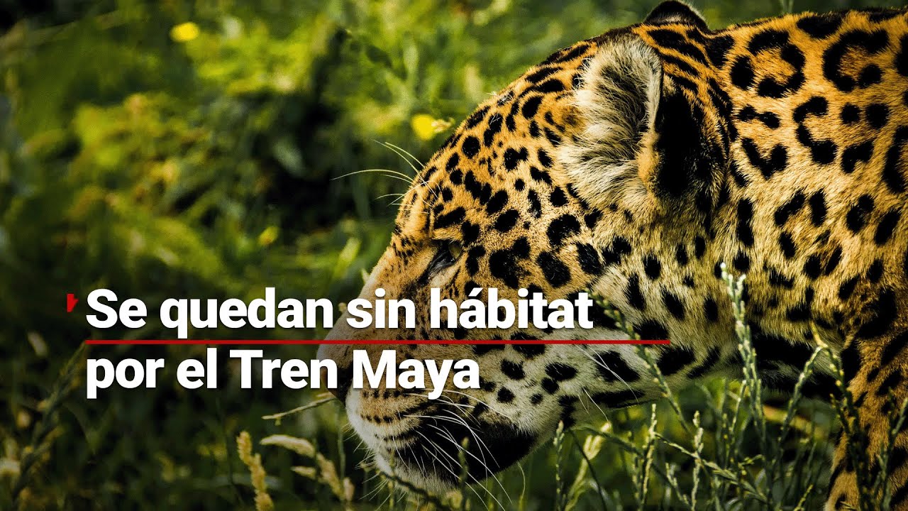 La construcción del Tren Maya ha provocado la perforación de cenotes que albergan vestigios
