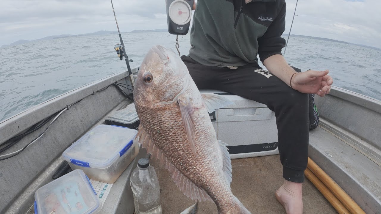 Straylining for Massive 20lb Snapper + Catch and Cook - Bay of Islands