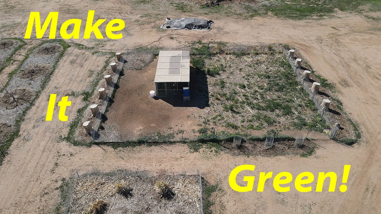 Building Desert Pasture For Turkeys | Always Build Soil