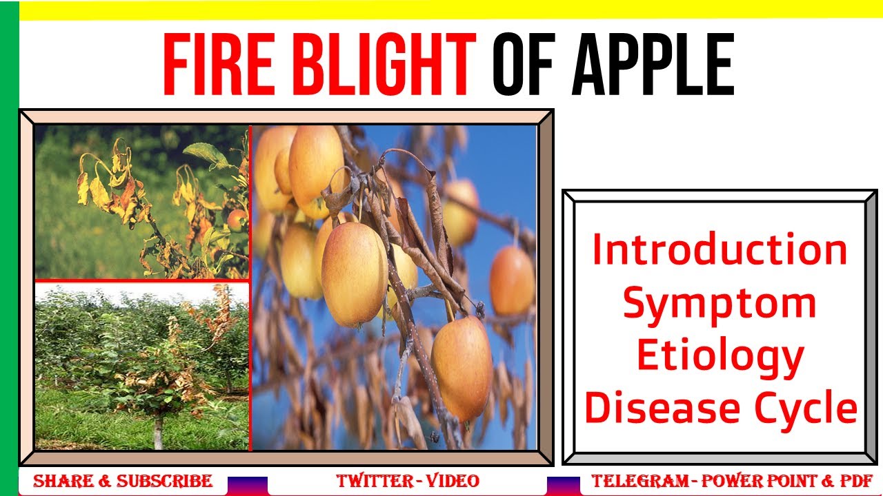 Fire Blight of Apple 🍎, Introduction, Symptom, Etiology, Disease Cycle | Erwinia amylovora | PHF #