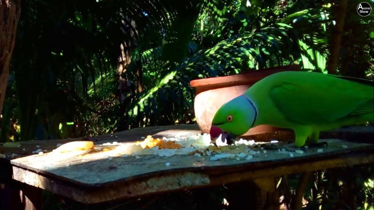 Beautiful Parrot Eating Rice | Tropical Wildlife Show
