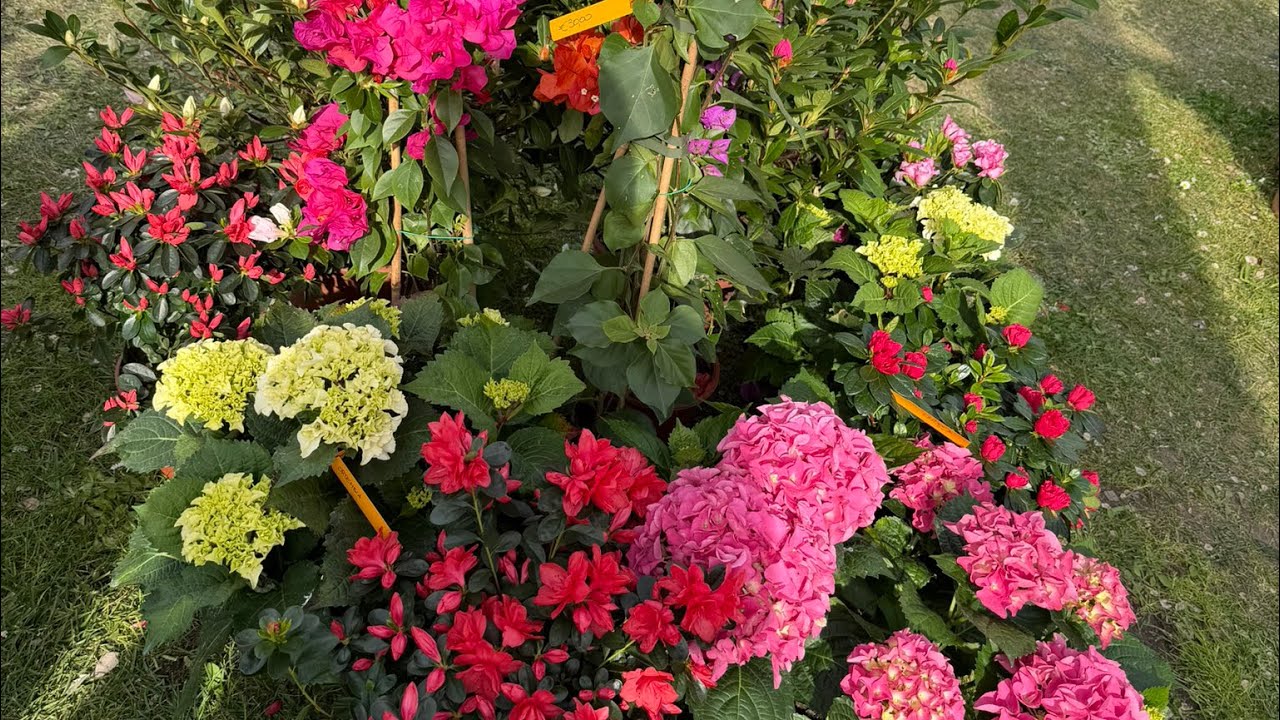 Florence flower show 2026 #garden #flower #florence #Italy #nature 