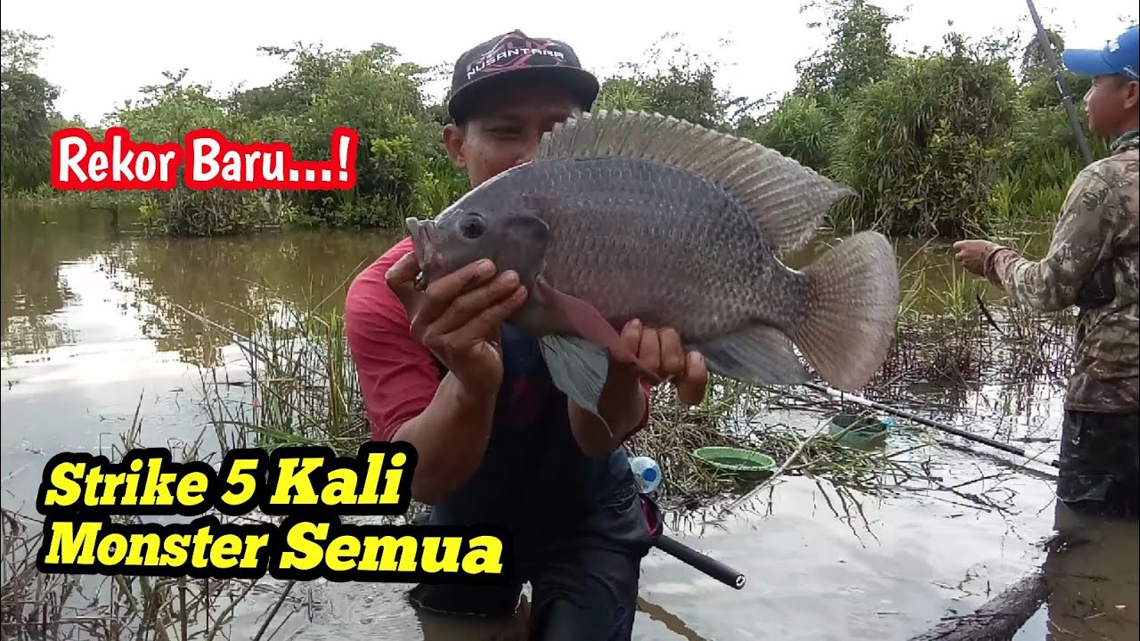 Rekor...❗️mancing nila babon