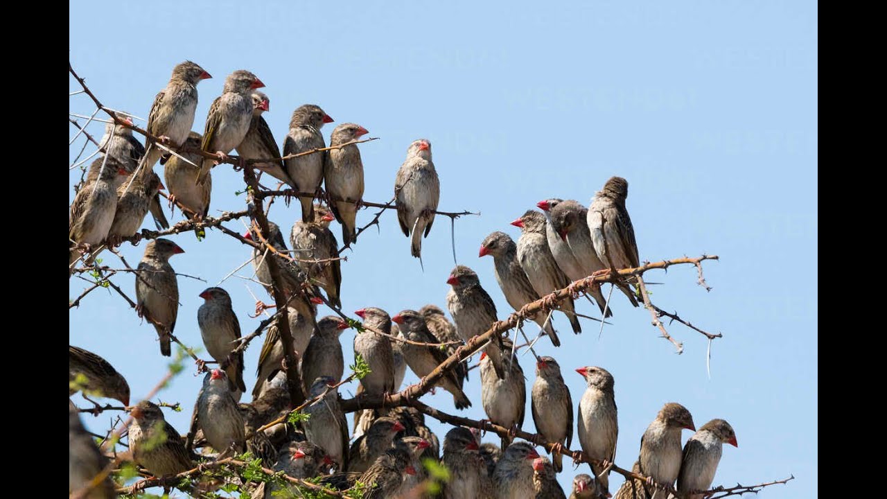 The Red Billed Quelea is a small bird species that is native to sub Saharan Africa #birds