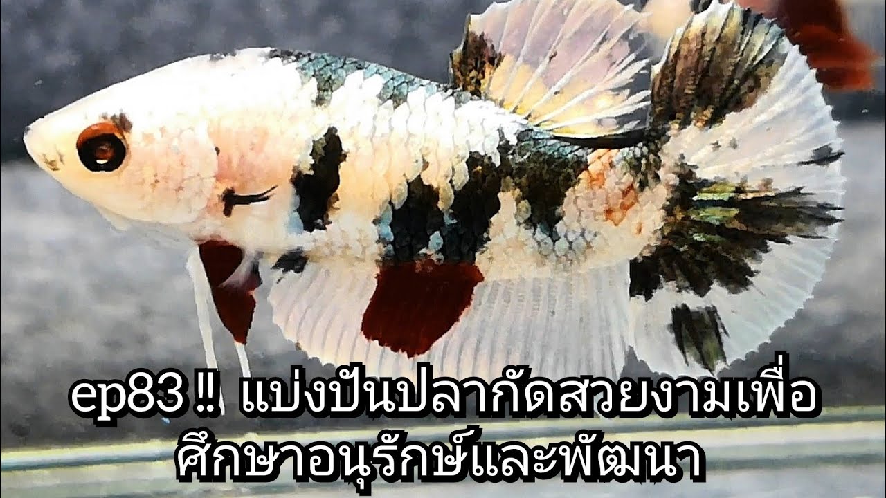 ep83 !!  แบ่งปันปลากัดสวยงามเพื่อศึกษาอนุรักษ์และพัฒนาสายพันธุ์ #ปลากัดสวยงาม #betta #เพาะปลากัด