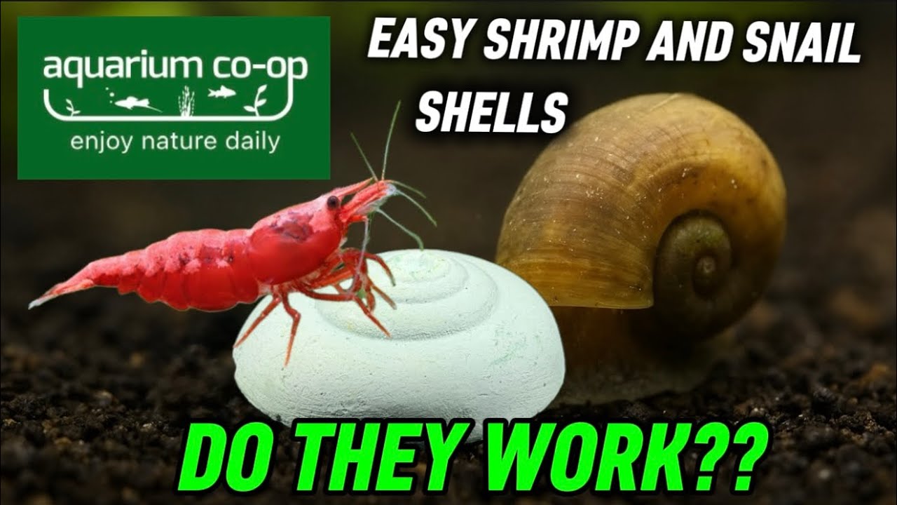 Aquarium Co-Op Easy Shrimp & Snail Shells — Do They Actually Work?