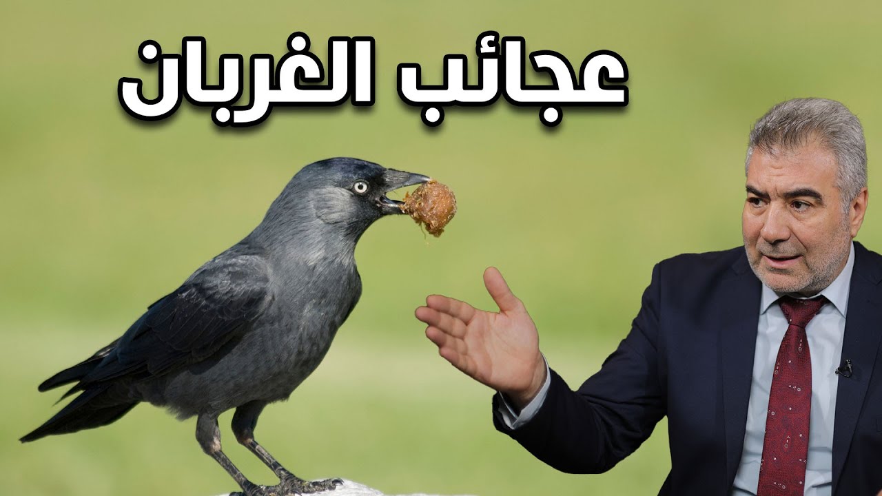 لماذا أمر النبي بقتل الغراب..؟ سر خطير وراء هذا الطائر!!