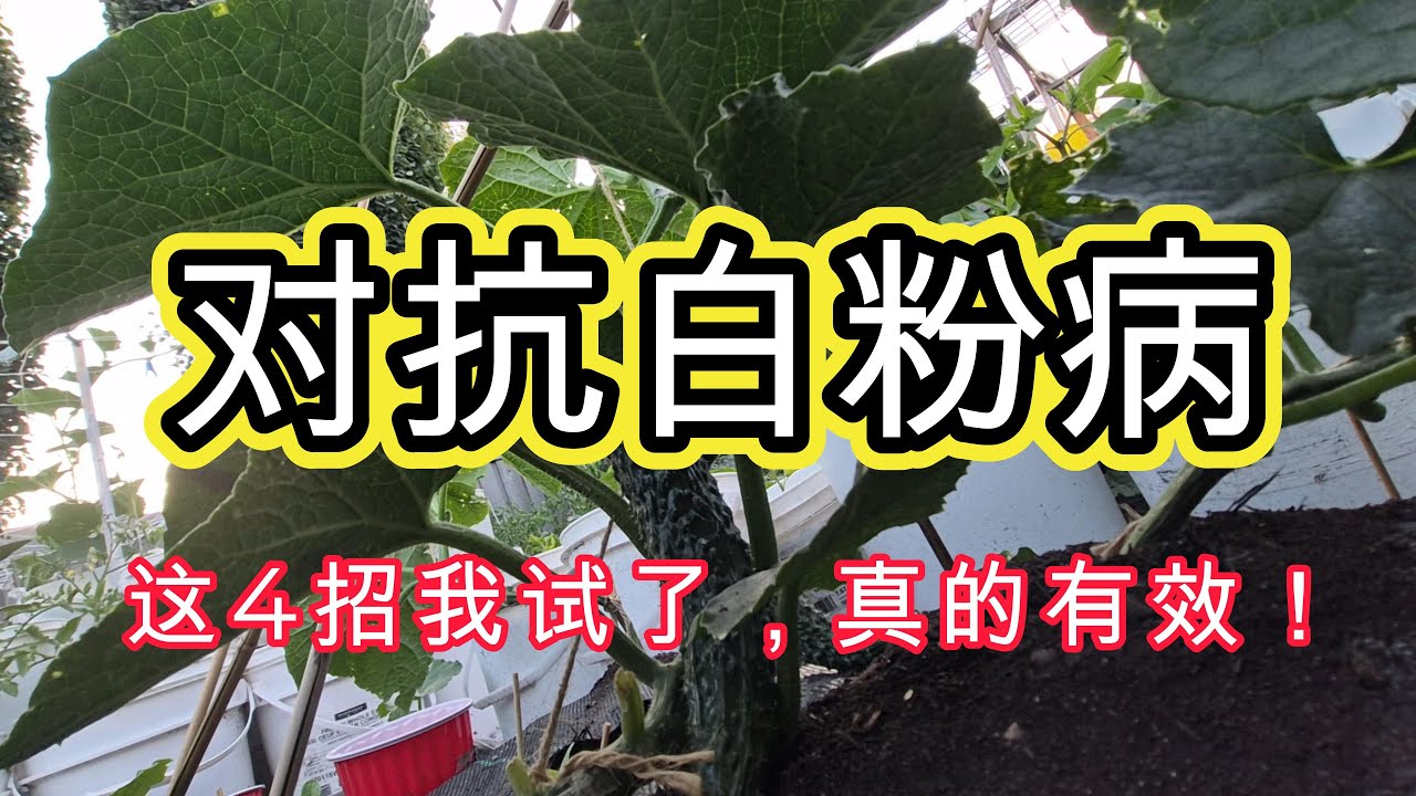 💯白粉病不用怕！4招自制解决法，材料家里就有！#garden #vegetables #plants