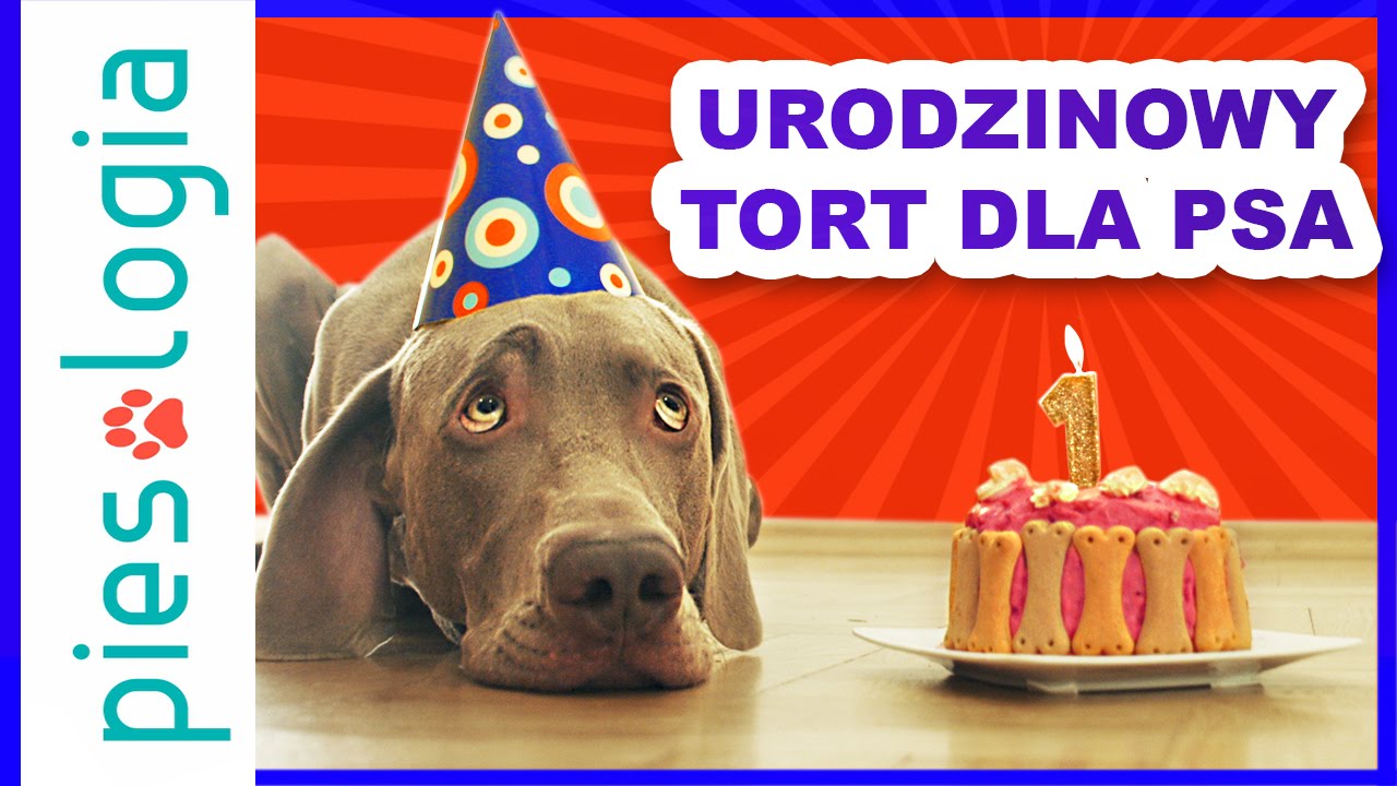 Przepis na tort urodzinowy dla psa