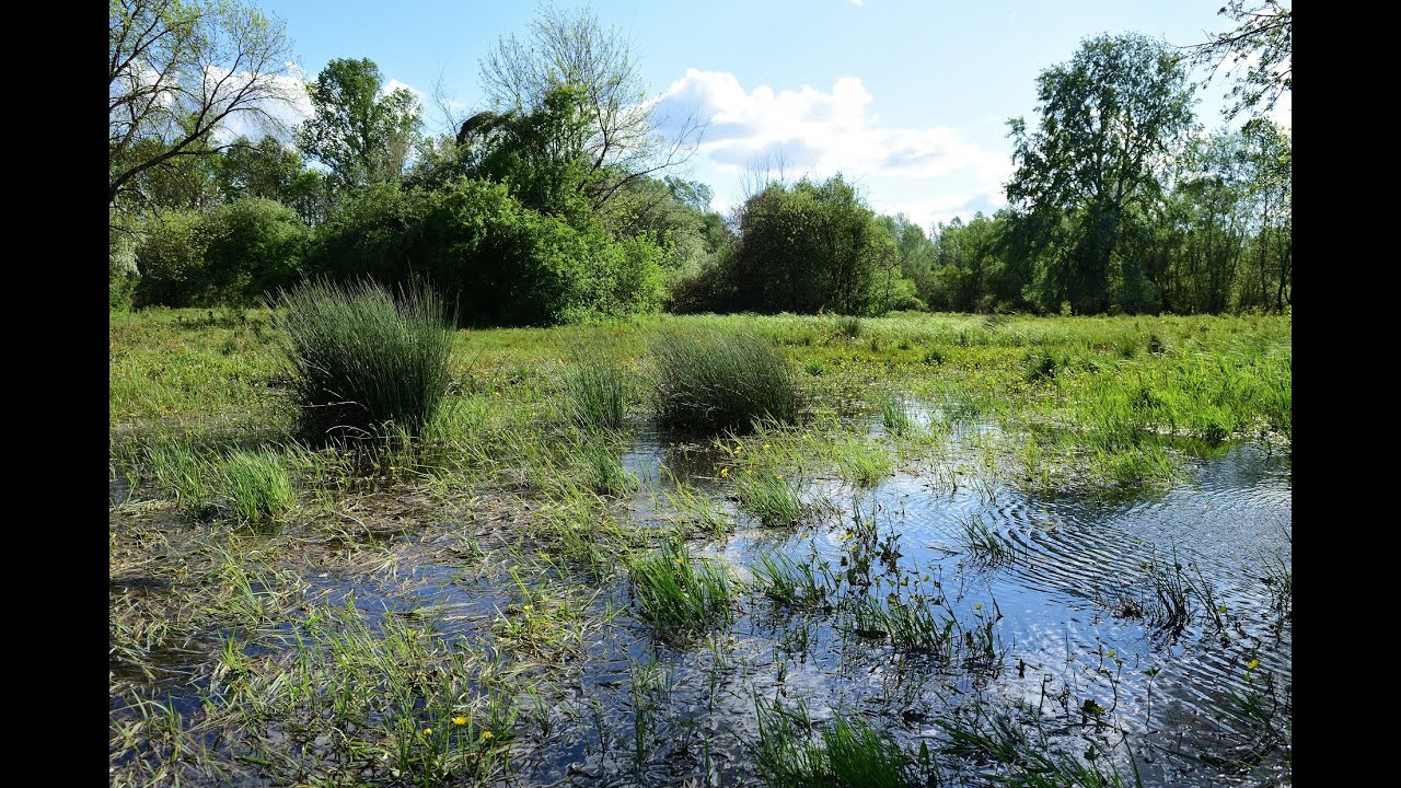 Az eurázsiai hód tájátalakító hatásai