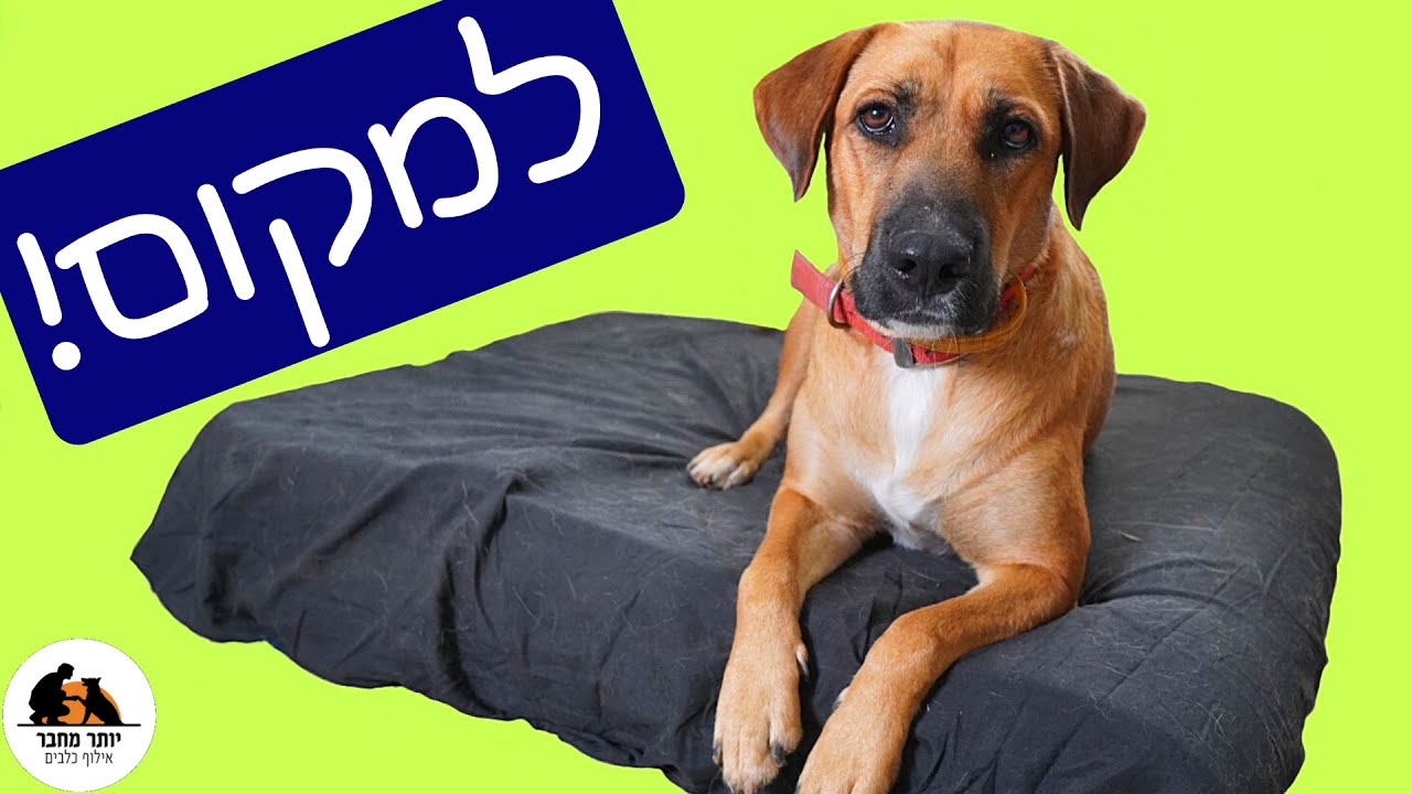 איך ללמד כלב ללכת למקום שלו | צעד אחרי צעד