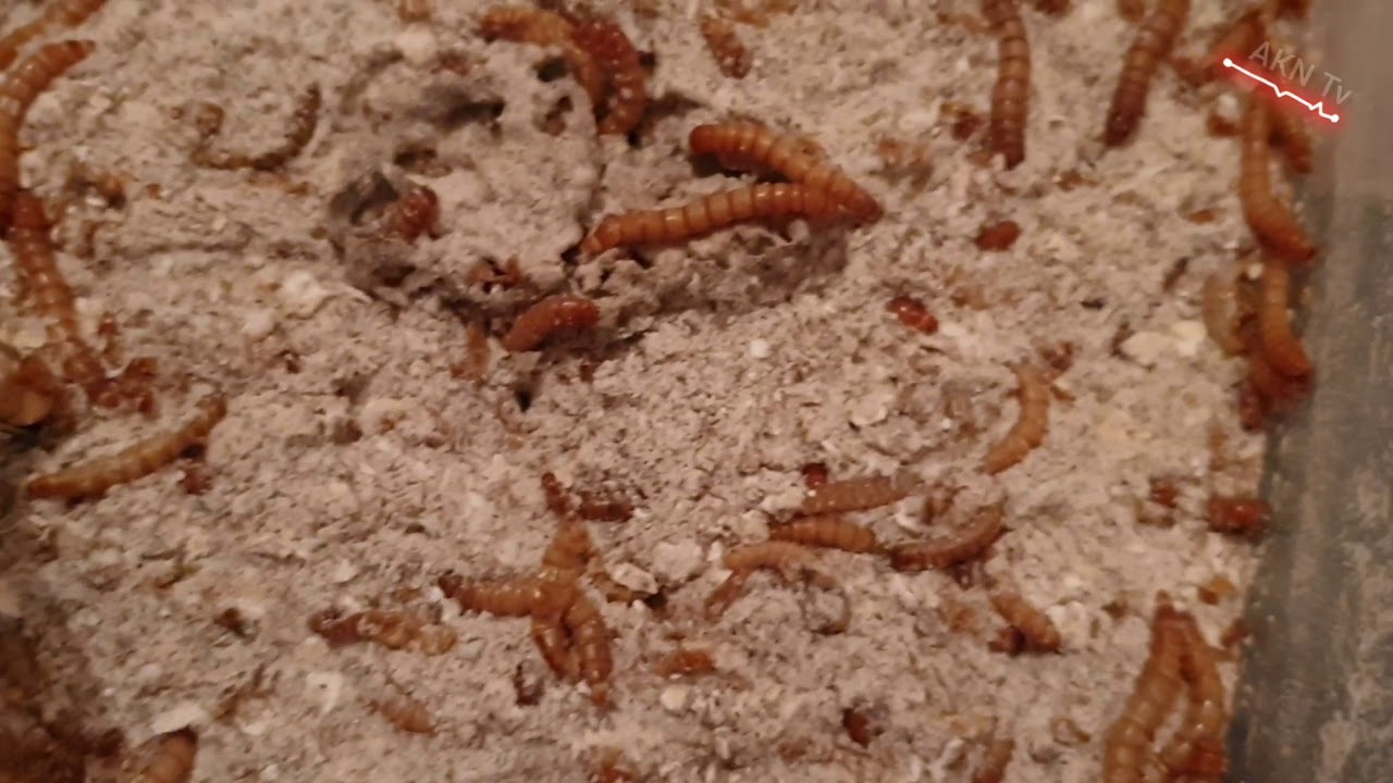 Un Kurdu - Sonunda Böcek Hali Oluşdu 🦗 /  #3