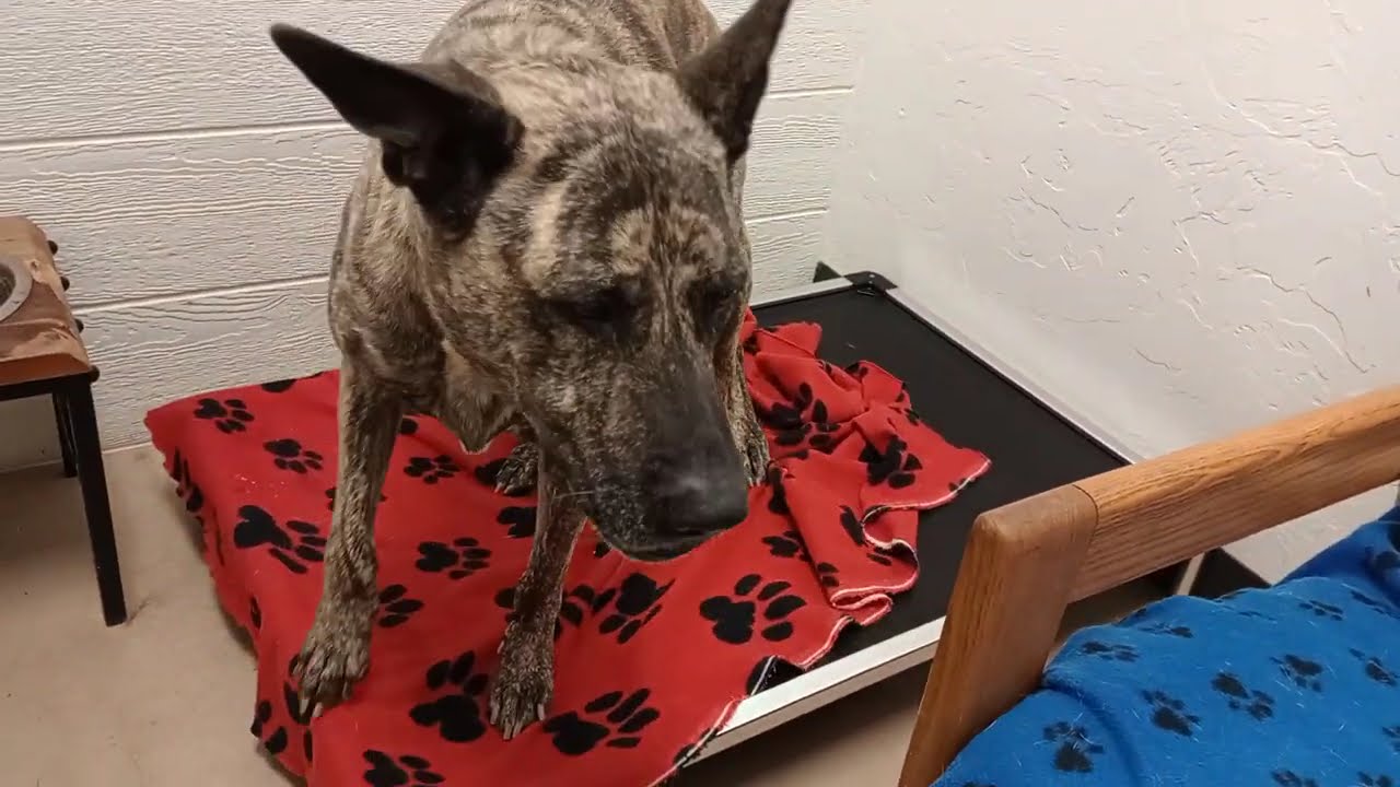 Ellie 7y A884620@TRN, from kennel 192 PACC shelter hard keepin her preoccupied, not barkin2026022251