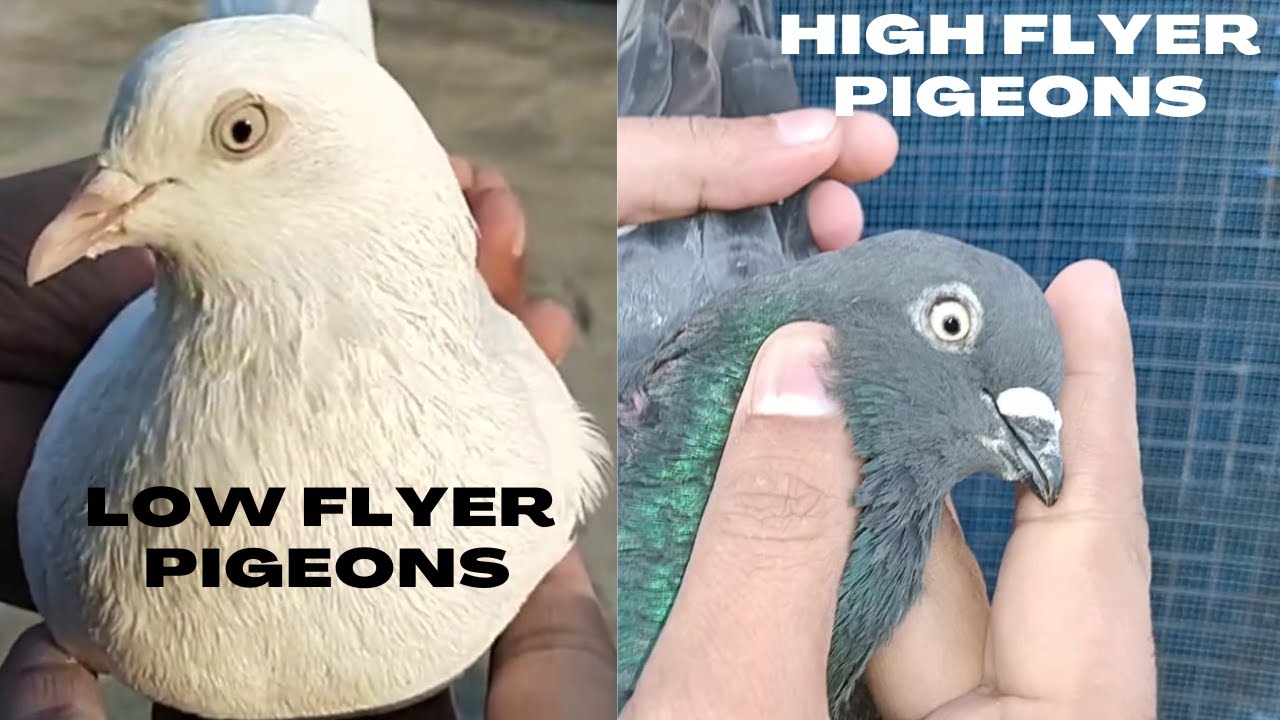 What are the differences between Low Flyers and High Flyers?