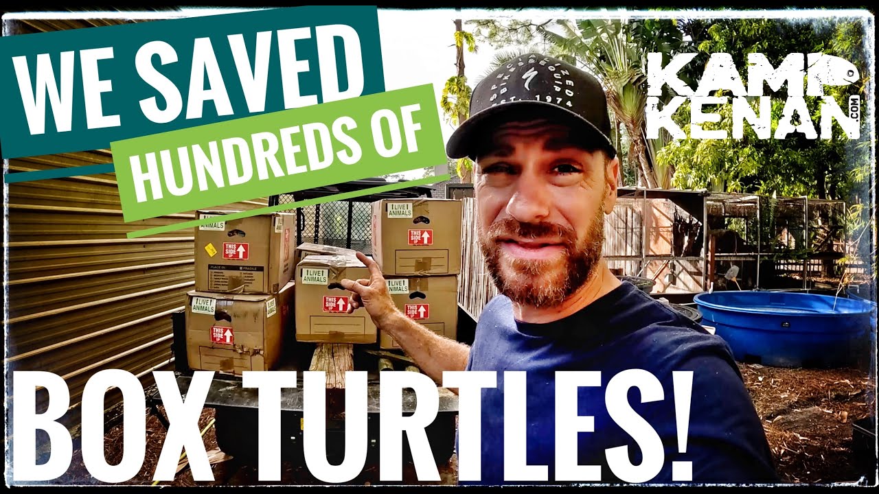 Over 200 Hundred Turtles RESCUED!