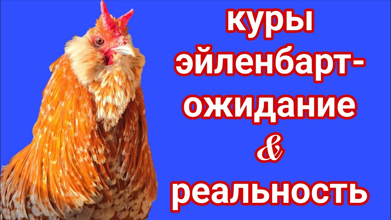 Самые красивые куры несушки👑 Эйленбарт-необычная продуктивная порода кур. Обзор  характеристик.