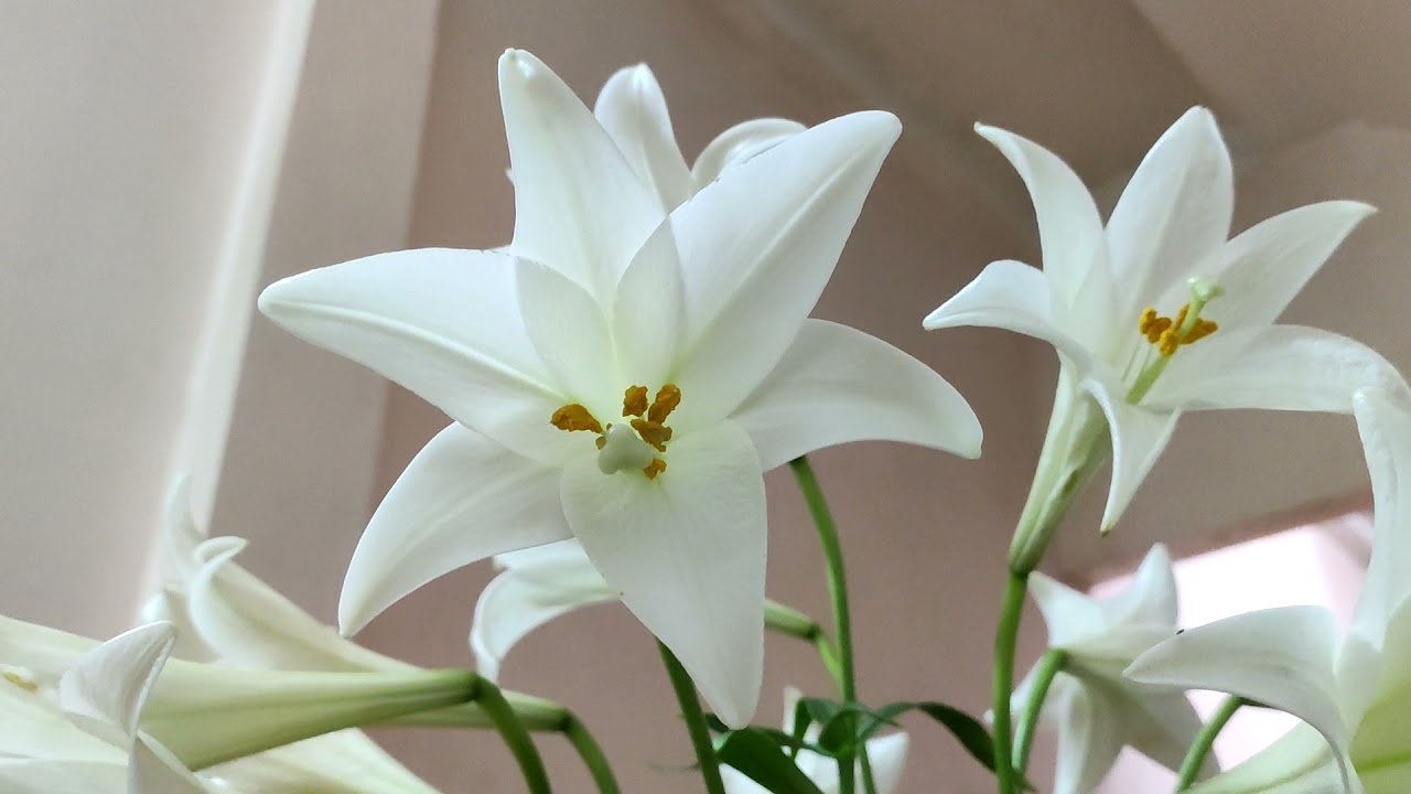 T&igrave;m hiểu về lo&agrave;i hoa loa k&egrave;n