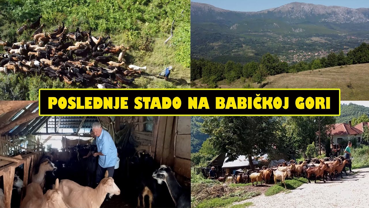 POSLEDNJE STADO BABIČKE GORE - čudesni Dopka iz sela Gare