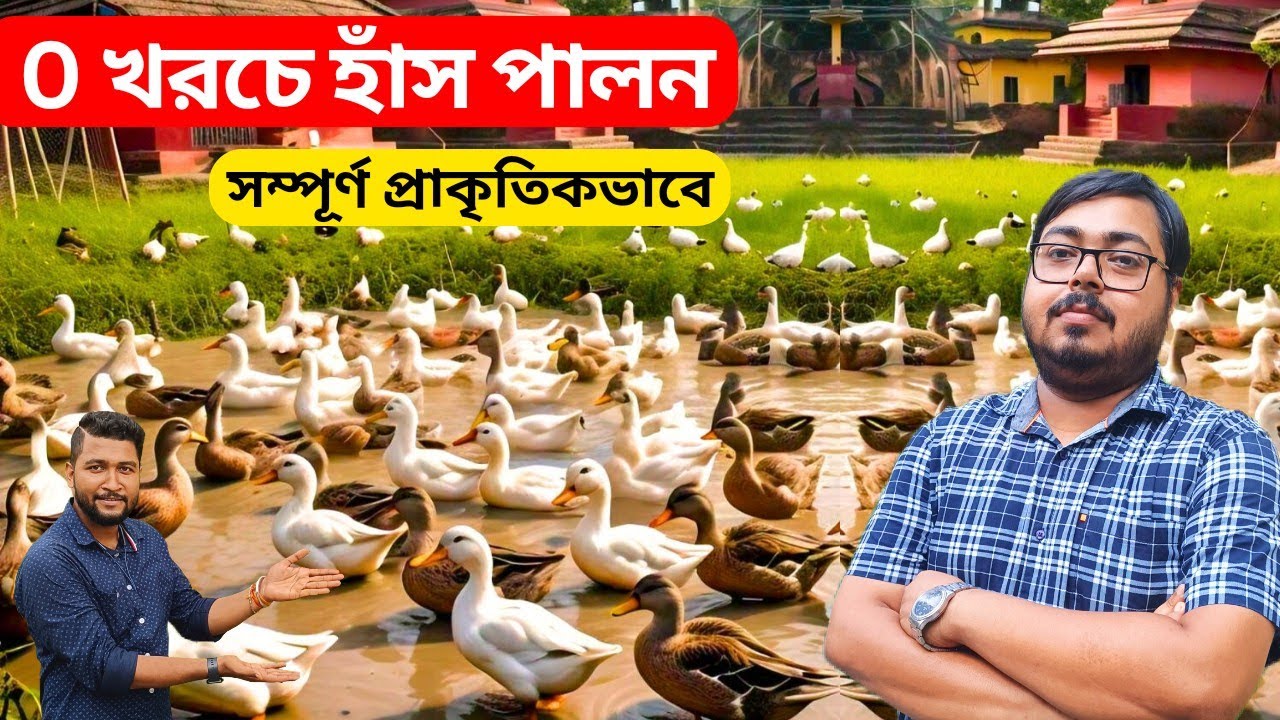 শূন্য খরচে হাঁস পালন। সম্পূর্ণ প্রাকৃতিকভাবে। 0 costing Duck farming in West Bengal.