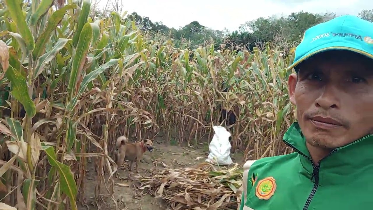 Panen Jagung