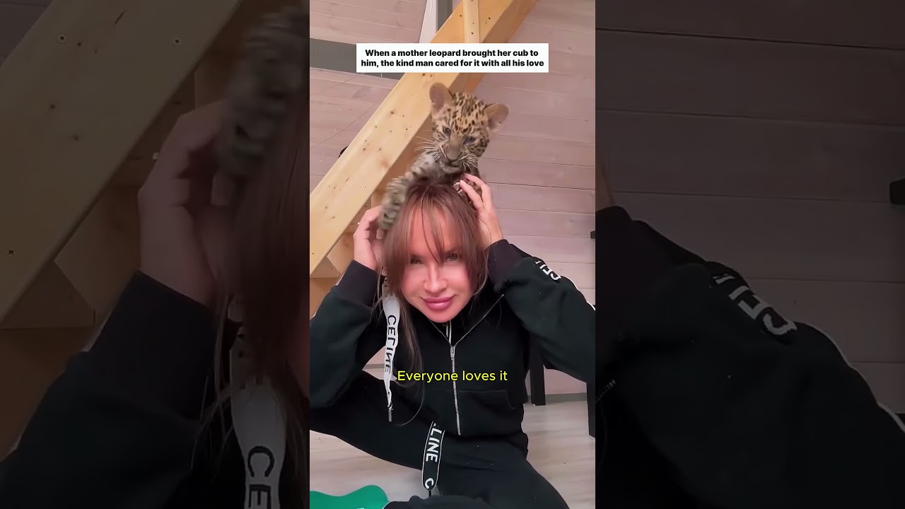 Усыновил слабого маленького детеныша леопарда у его матери #леопард #историялюбви #дружбасживотны...