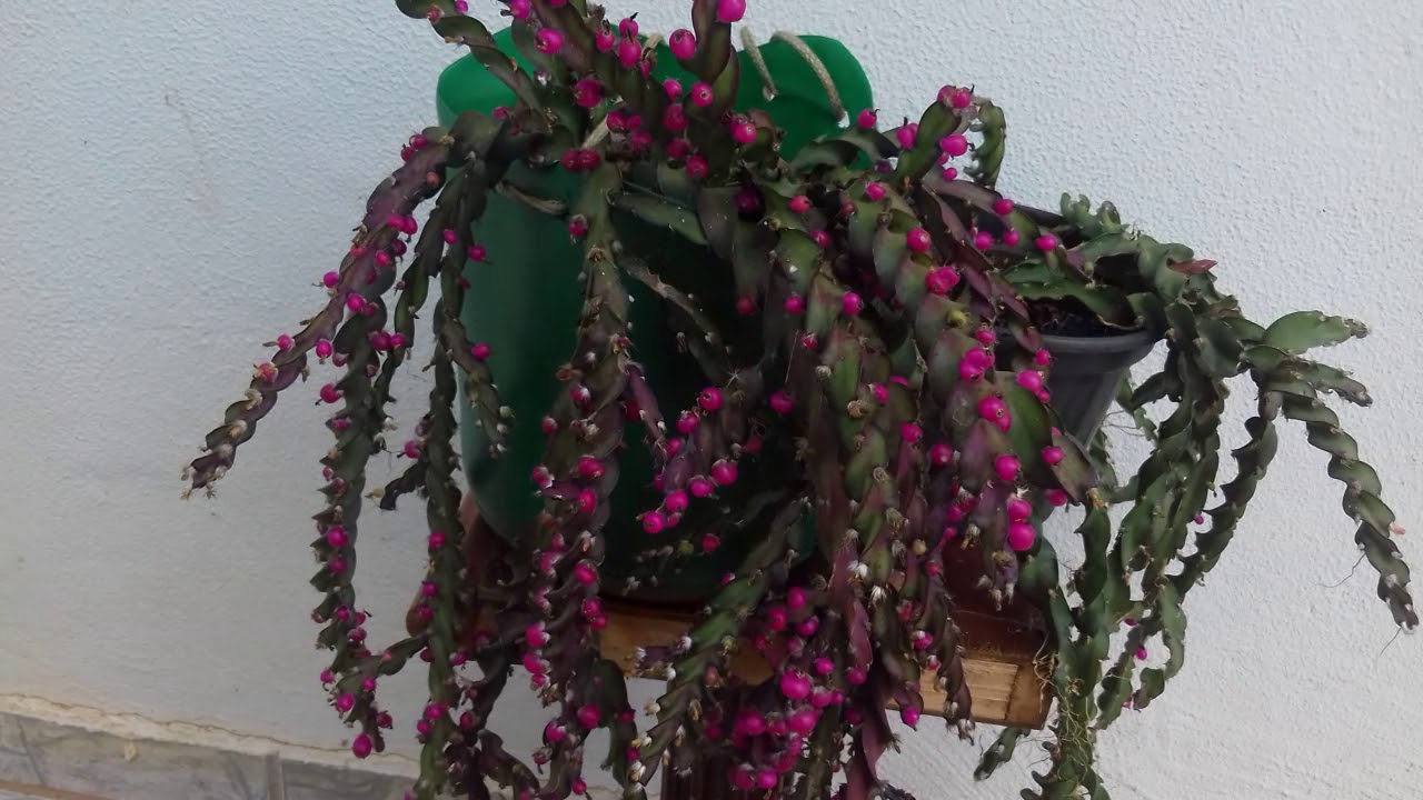 Rhipsalis cruciformis  🌵