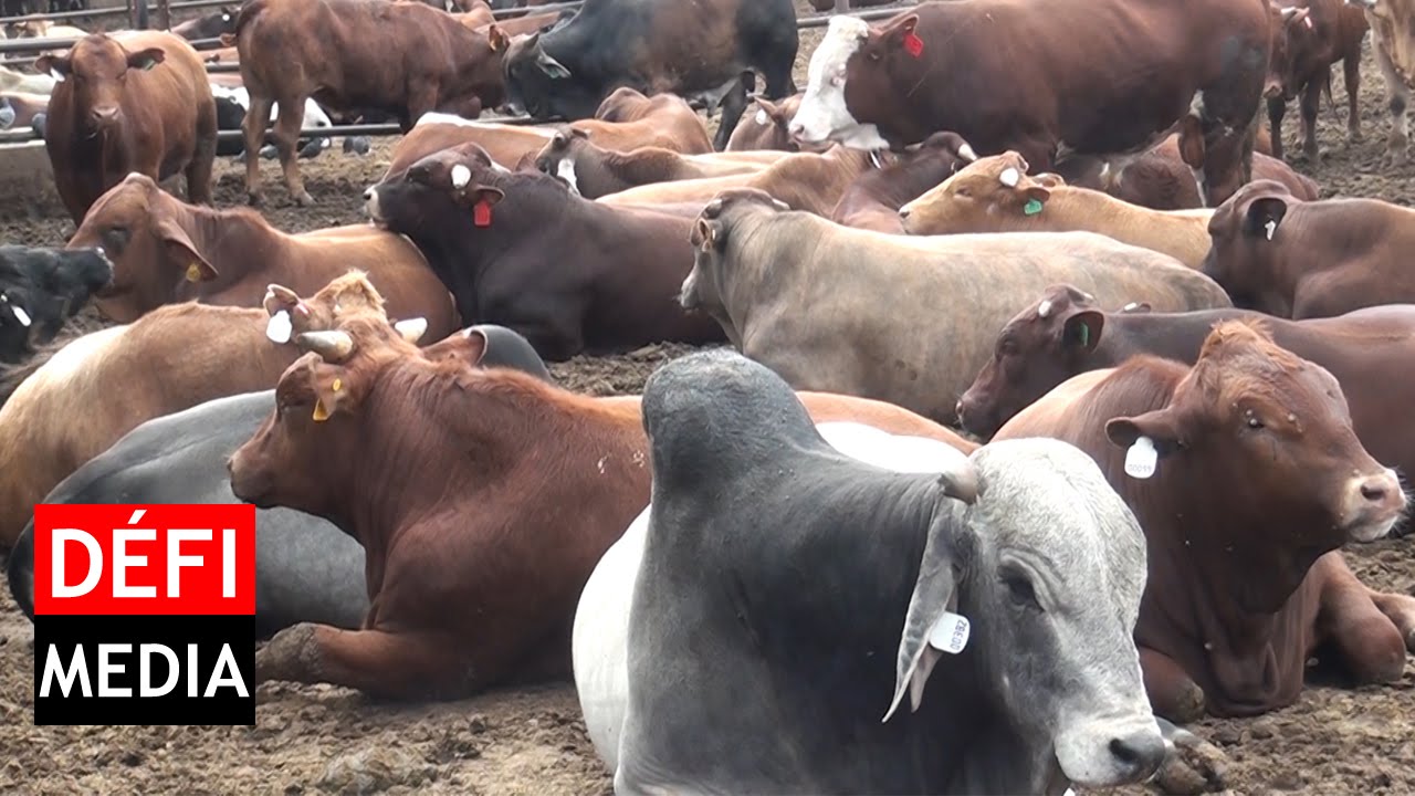 Fièvre aphteuse: le marché de la viande bovine se réorganise