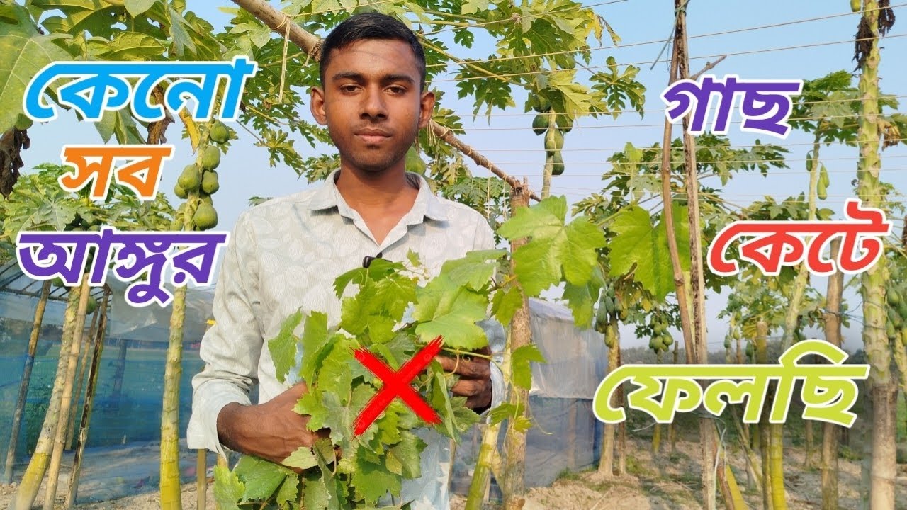 আঙ্গুর গাছের প্রুনিং এর সঠিক পদ্ধতি।  Proper Method of Grapevine Pruning. 