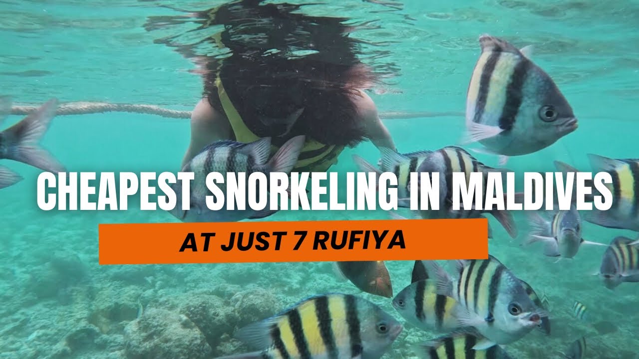Cheapest Place to Snorkel in Maldives 🤿 | In just 7 Rufiya #snorkeling #maldiveslife #underwater