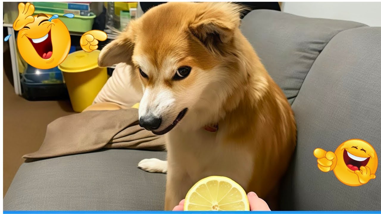 You Will Die Laughing At These Dog 😹🐶The Funniest dog Moments Compilation 🐾