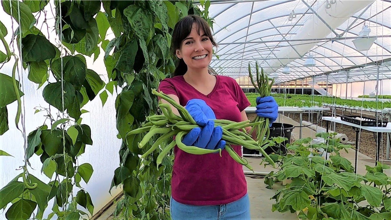 Hydroponic Beans are Ready