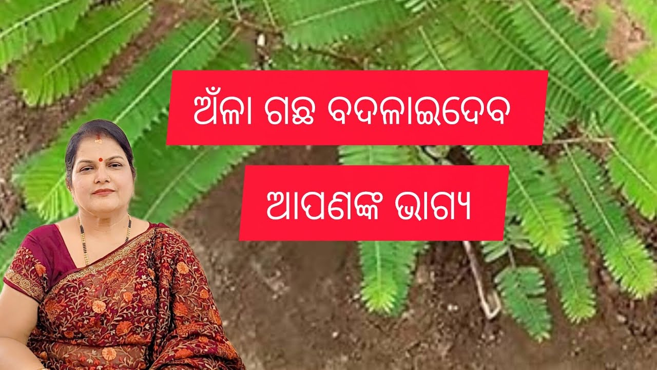 ଅଁଳା ଗଛ ବଦଳାଇଦେବ ଆପଣଙ୍କ ଭାଗ୍ୟ /Vastu plant 