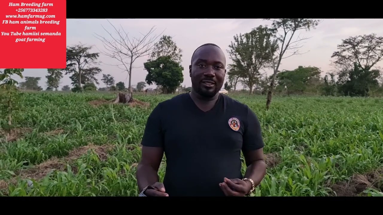 magic behind performance of suger graze and alfa alfa on fattening of animals