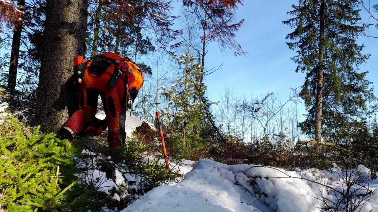 Kuivaa kuusta nurin. Näitä riittää vähän joka nurkalla.