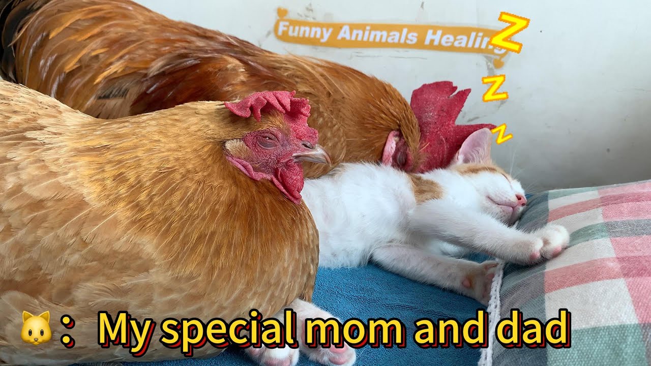 Unbelievable! The hen and the rooster become guardians of the kittens. So cute and funny!