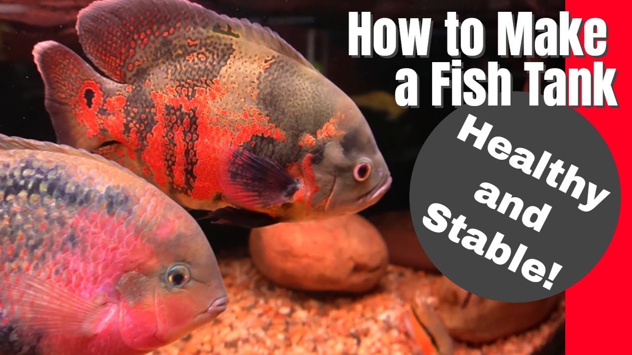 5 Tips for a *HEALTHY & STABLE* Fish Tank