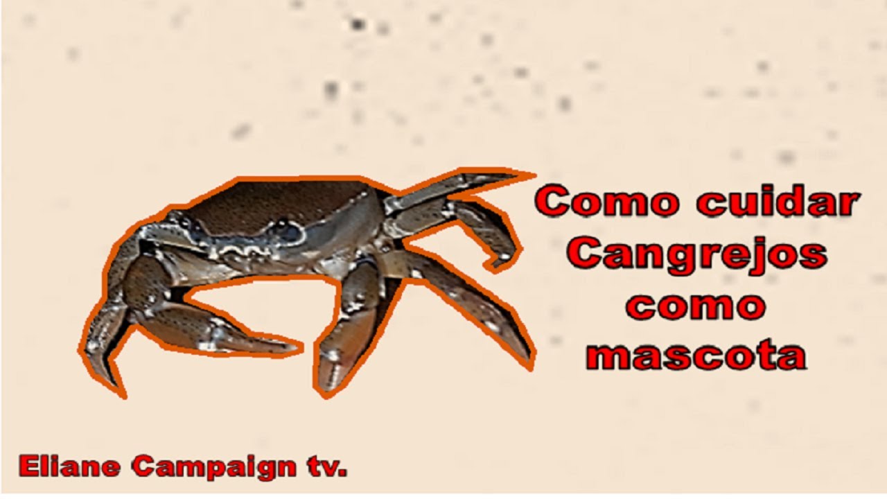 Como cuidar Cangrejos como mascota
