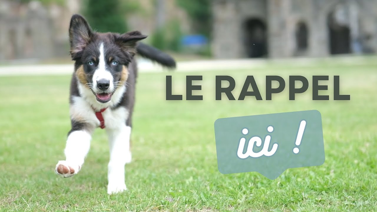Apprendre le RAPPEL facilement &agrave; ton CHIOT !
