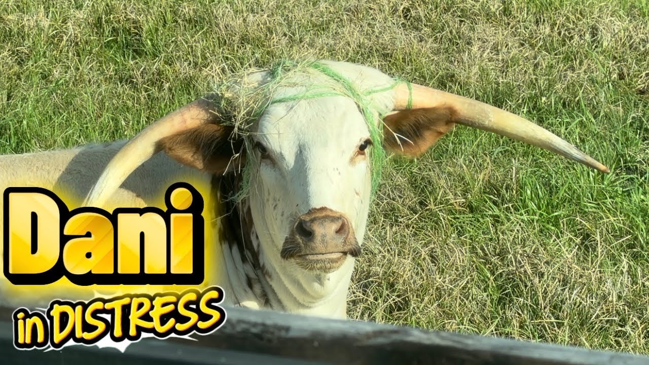Does Longhorn Dani Needs Help or Is She Just Playing Dress-Up?