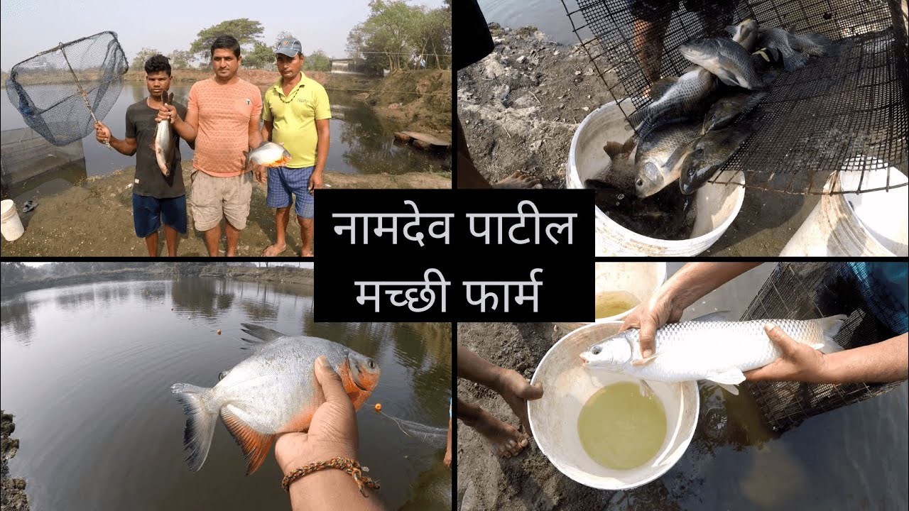 तरुण पिढीसाठी व्यावसायिक संधी | मत्स्य-शेती | Namdev Patil Machi Farm | fish farming | pond farming