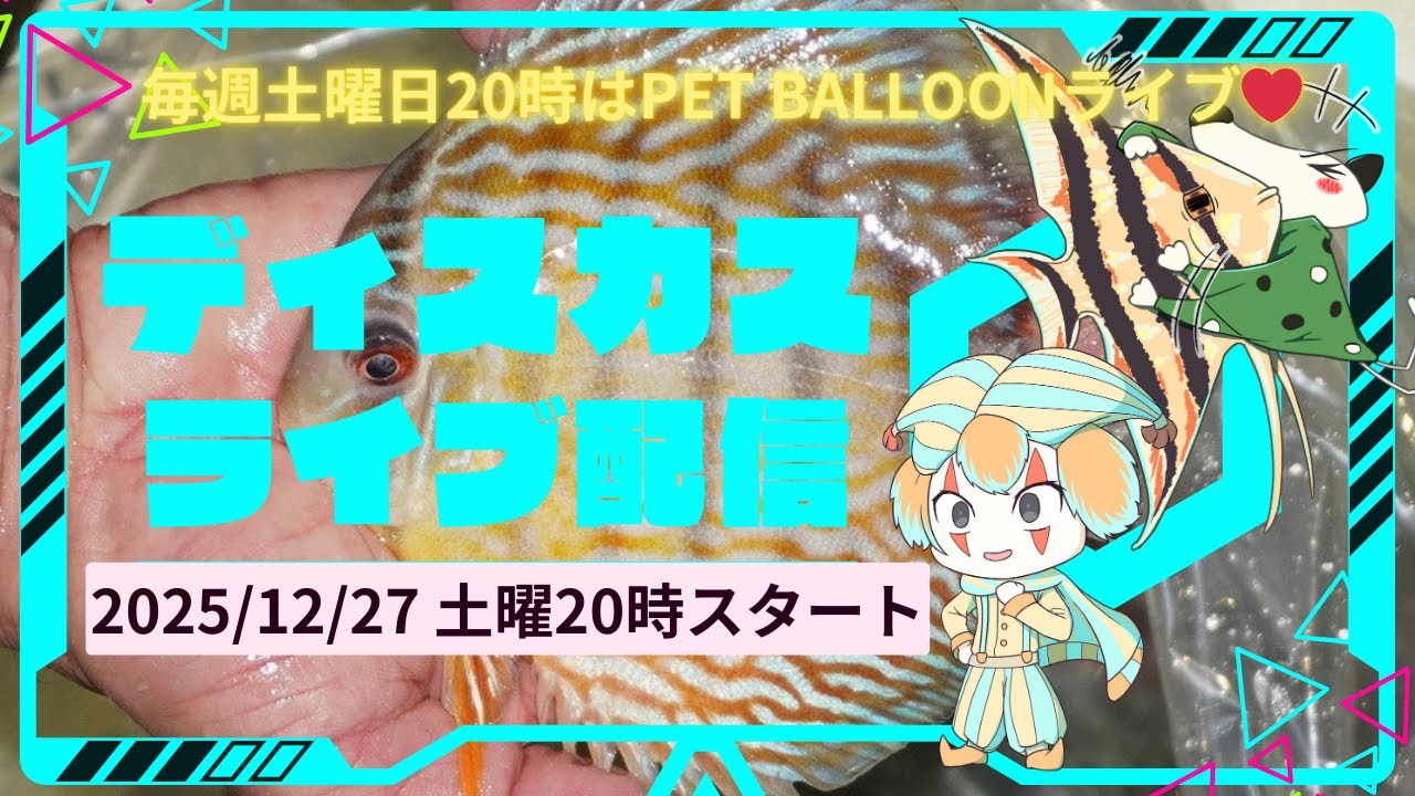 ディスカスコーナーライブ配信。12月22日（月）入荷のワイルドディスカスの個体をご紹介いたします。ペットバルーン (Pet Balloon) | アクアリウム 熱帯魚