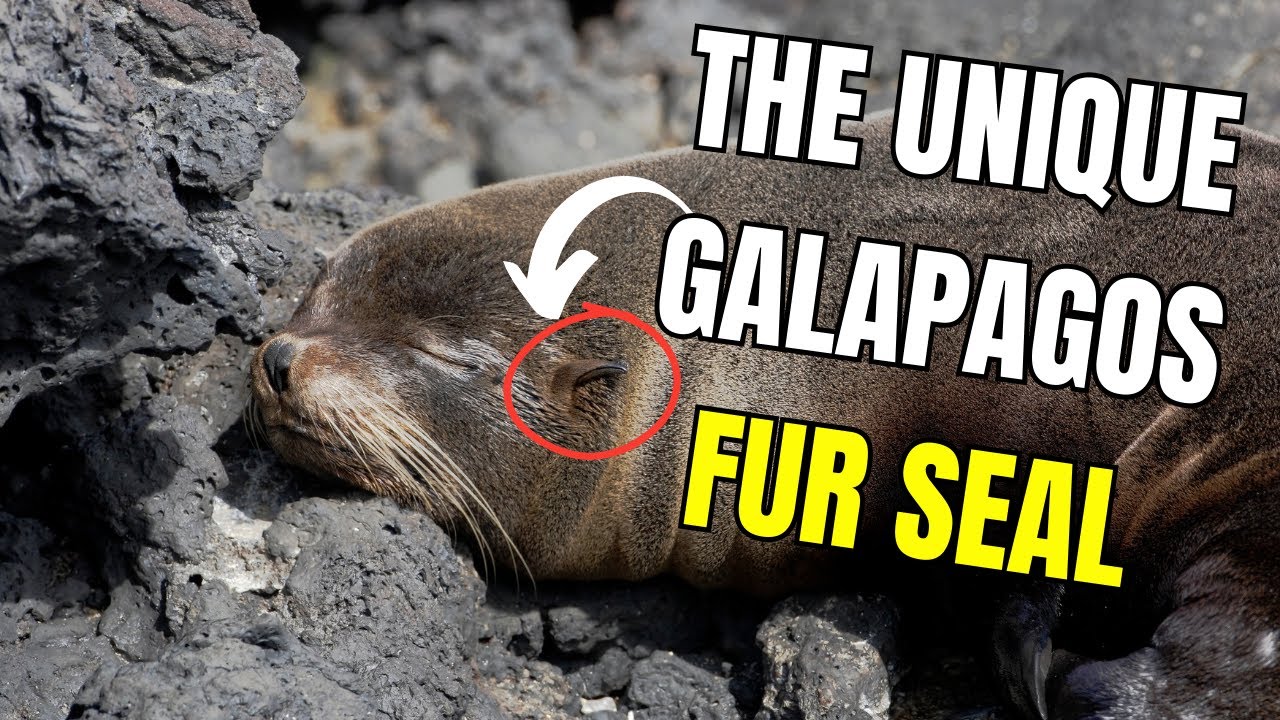 Exploring the Galapagos Fur Seal: A Unique Species
