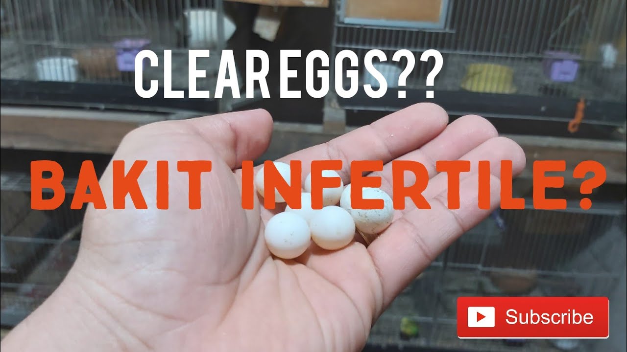 Infertile Egg Problem? Cause and Remedy