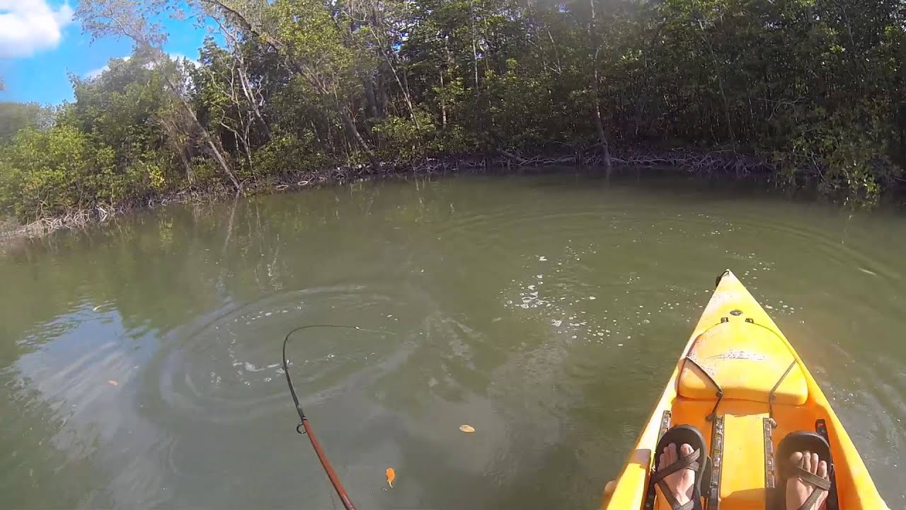 Snook Fishing Naples, FL