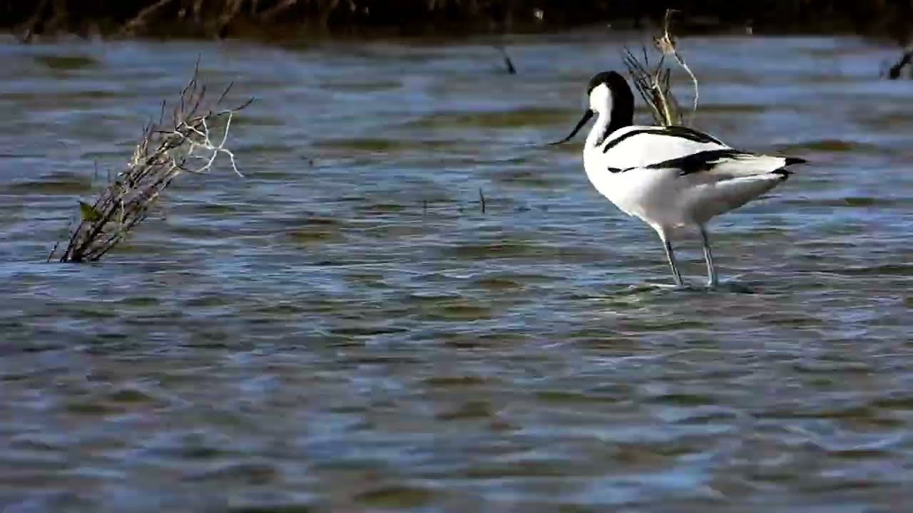 avocetta di fine inverno