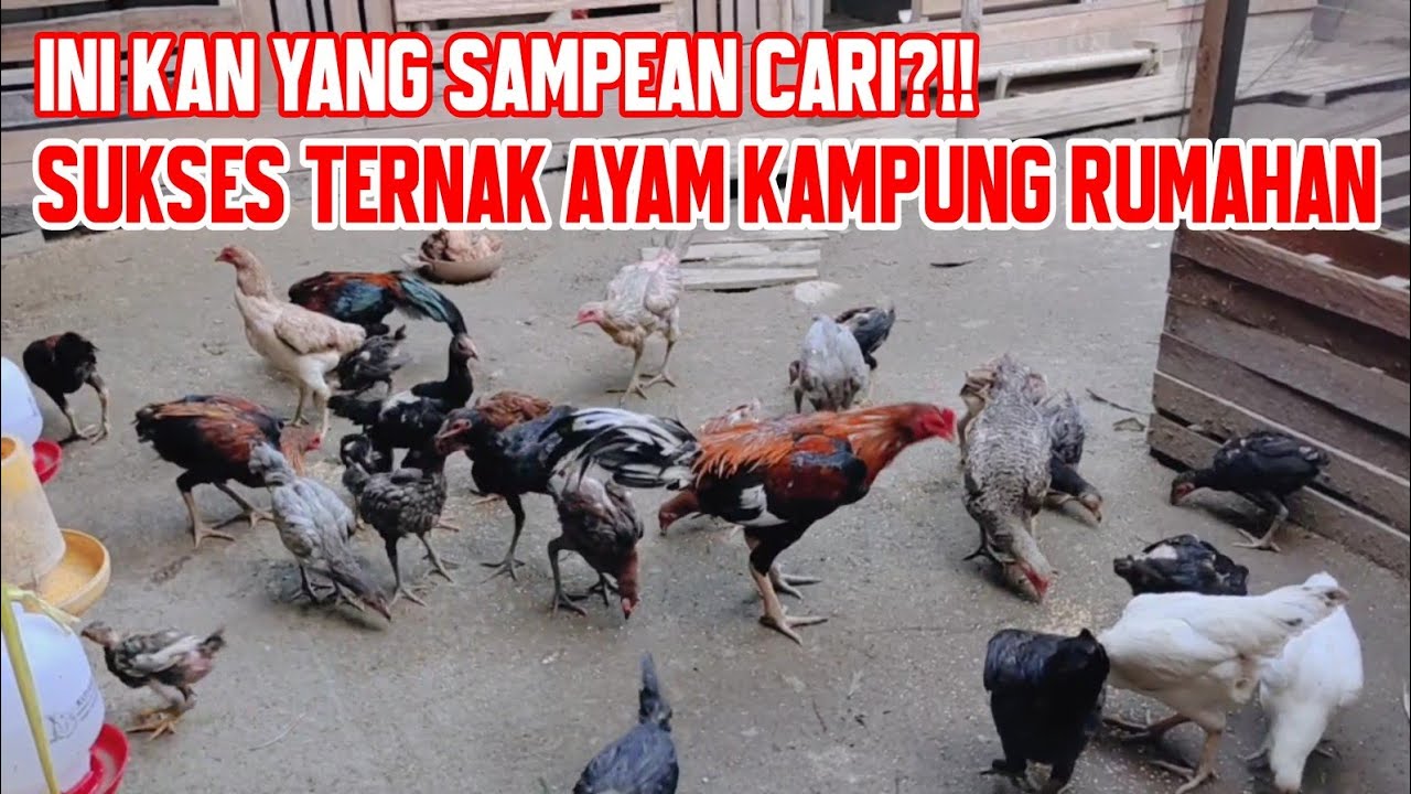 HAL TERPENTING UNTUK DILAKUKAN KALAU MAU SUKSES TERNAK AYAM ‼️