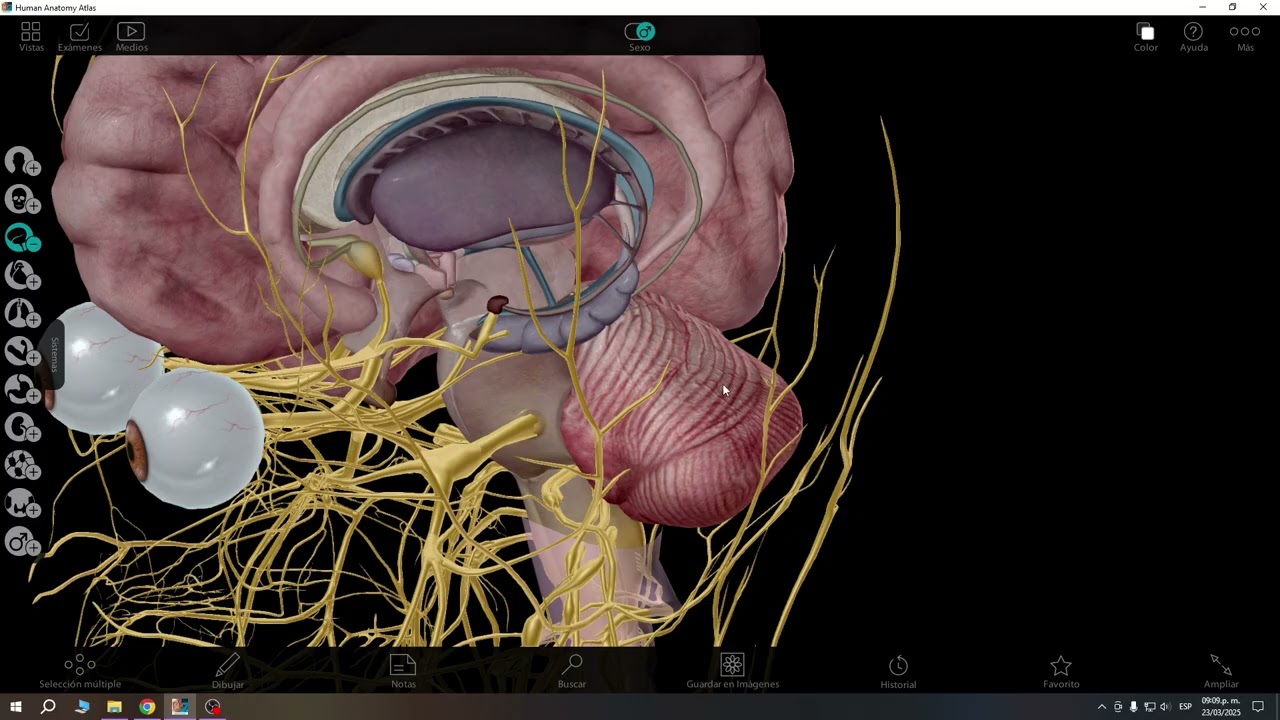 ATLAS DE ANATOMIA HUMANA PARA PC